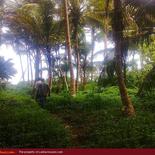 Private beach land in Ahangama. 25 perch.