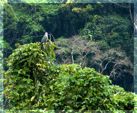 Синхараджа. Ливневый лес, Sinharaja rain forest