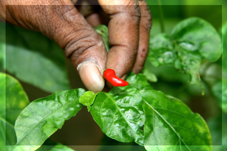 Spice Garden in Matale