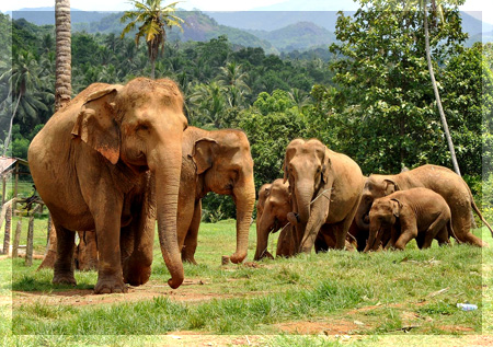 Слоновий питомник в Пиннавела, Pinnawela Elephant Orphanage