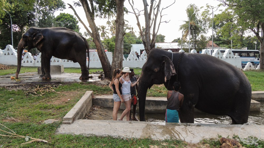 Elephant Riding in Dondra Temple