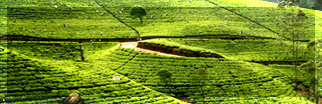 Highlands tea plantations